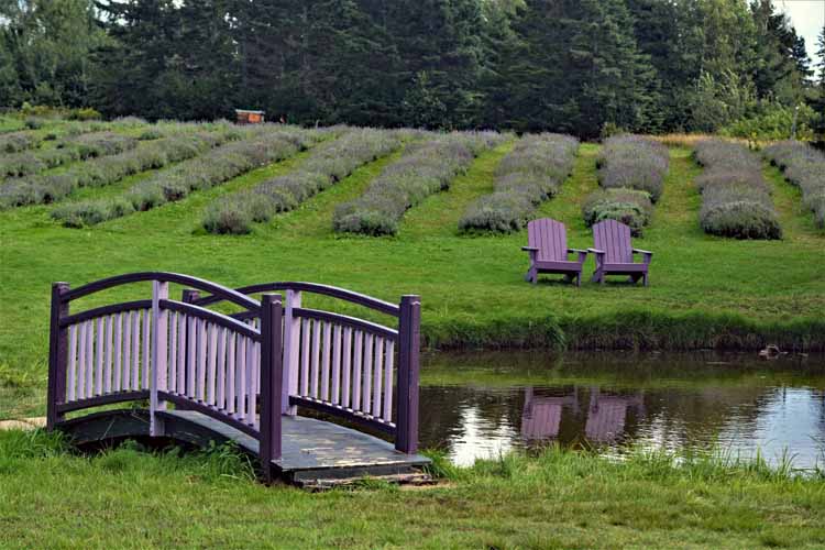 lavender farm